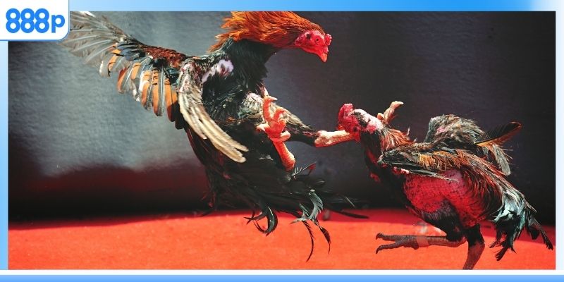  Đá gà 888p có gì hấp dẫn?