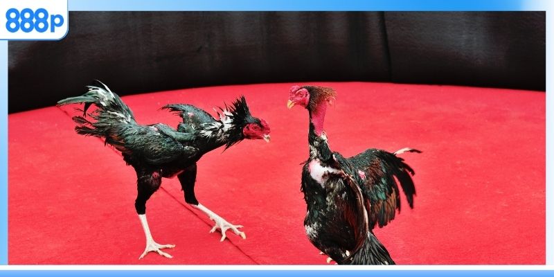 Tổng quan đá gà 888p